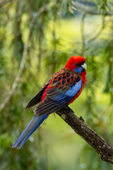 Crimson rosella in a tree (Scientific name - Platycercus elegans)