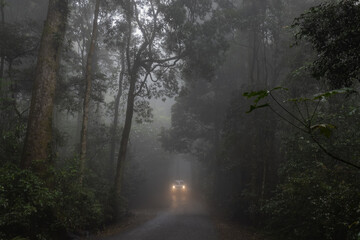 Car with lights on travelling through a misty foggy road surrounded by trees
