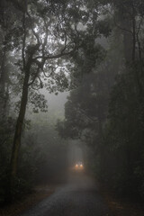 Car with lights on travelling through a misty foggy road surrounded by trees