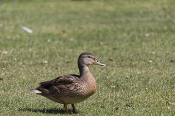 A Duck on the Grass