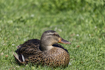 A Duck on the Grass