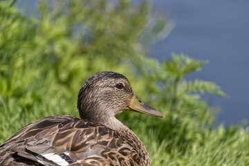 A Duck on the Grass