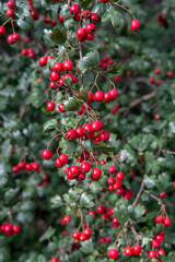 Obraz premium Red Hawthorn (Crataegus) berries in autumn. The plant is also known as Quickthorn, Thornapple, Whitethorn, Mayflower or Hawberry.