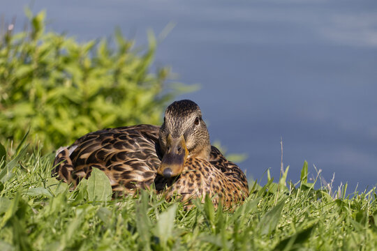 A Duck on the Grass