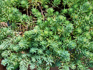 close up Sedum reflexum 'Blue Spruce'