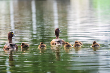 Tufted duck Family swims with their ducklings in green lake water.