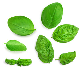 Basil leaf isolated on white background. Basil leaves  collection. Pattern. Top view. Flat lay