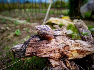 mushroom on the tree