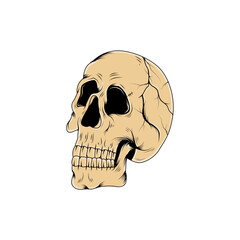 skull vector illustration. head of skeleton