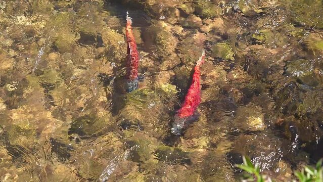 Kokanee salmon spawning in Utah from Flaming Gorge up Sheep Creek.