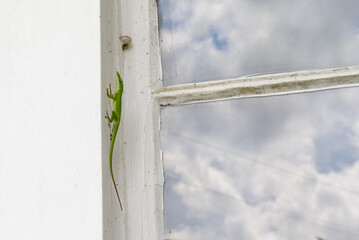 Closeup of Green Anole Lizard on a Window of an Historic House in New Orleans, Louisiana, USA