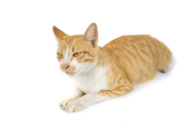 Ginger cat sitting cute isolated on a white background