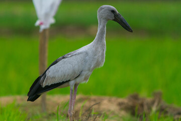 Fototapeta premium Asian openbills in paddy field