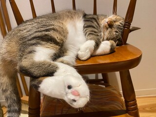 Wild sleeping pose, 2 years old Mr. Marshmallow sleeping on the wooden chair as usual, year 2022...