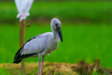 Asian openbills in paddy field