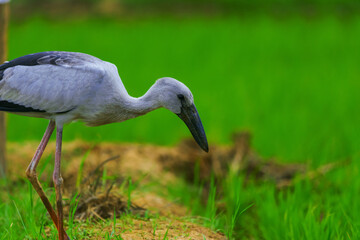 Naklejka premium Asian openbills in paddy field