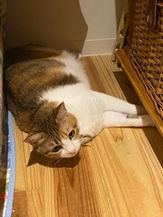 Adorable 2 years old Ms. Macaron lying on the floor, year 2022 Tokyko Japan