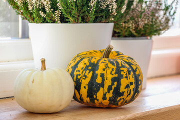 Color striped and white pumpkins with heather pots on the wooden surface. Autumn Decor