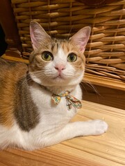 Adorable 2 years old Ms. Macaron, sitting quietly on the floor, year 2022 Tokyo Japan
