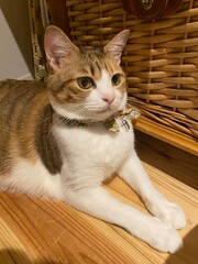 Sphinx like beautiful 2 years old Ms. Macaron sitting on the floor year 2022 Tokyo Japan