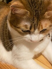 Sphinx like beautiful 2 years old Ms. Macaron sitting on the floor year 2022 Tokyo Japan