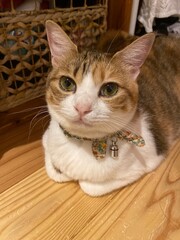 Adorable 2 years old Ms. Macaron, sitting quietly on the floor, year 2022 Tokyo Japan
