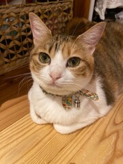 Adorable 2 years old Ms. Macaron, sitting quietly on the floor, year 2022 Tokyo Japan
