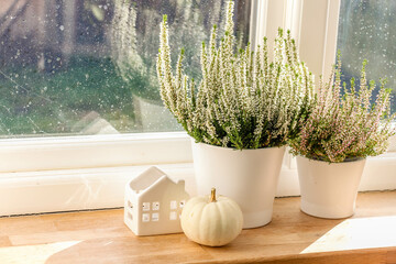 White pumpkin, ceramic decoration house and white heather plant pots on the wooden window sill. Autumn Decor
