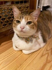 Adorable 2 years old Ms. Macaron, sitting quietly on the floor, year 2022 Tokyo Japan
