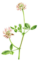 watercolor drawing flower of alsike clover, Trifolium hybridum, isolated floral element, hand drawn illustration