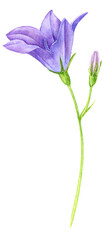 watercolor drawing bell flower , campanula patula, isolated floral element, hand drawn illustration