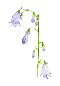 watercolor drawing Adenophora, ladybells flower , isolated floral element , hand drawn illustration