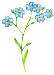 watercolor drawing blue flowers of forget-me-nots, Scorpion grasses, isolated floral element, hand drawn illustration