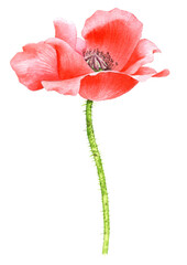 watercolor drawing red poppy flower , isolated floral element , hand drawn illustration