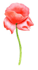 watercolor drawing red poppy flower , isolated floral element , hand drawn illustration
