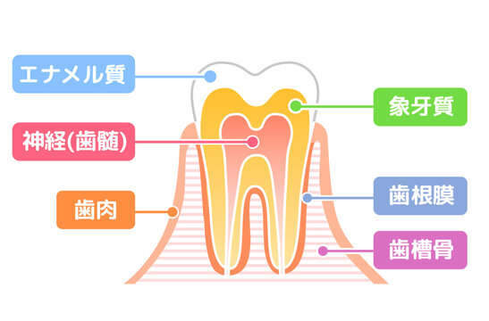 歯の構造図：エナメル質　象牙質