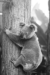 Black and white koala bear clings onto a tree trunk