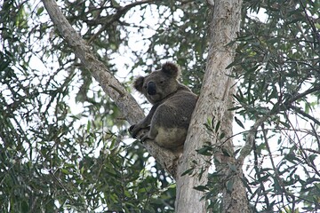 Cute Koala Bear perched in a eucalyptus tree on a cloudy day