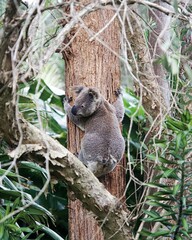 Koala bear in the wild