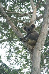 Fluffy grey koala bear in a paperbark tree