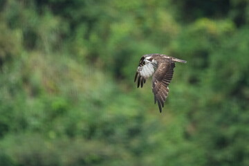 osprey in a forest