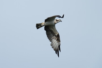 osprey in flight