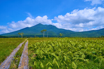 尾瀬(福島県檜枝岐村)下田代の尾瀬ヶ原からシダと燧ヶ岳を見る