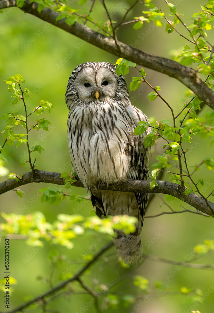 Wall mural ural owl ( strix uralensis ) in spring forest