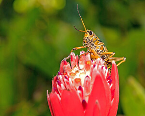 Grasshopper red ginger flower in the garden nature portrait