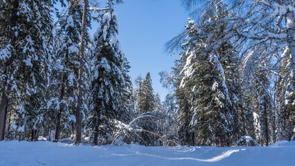 The winter road is trodden in a magical forest. Snowdrifts on the roadsides. The branches of tall trees bent under layers of snow. Clear blue sky. Altai