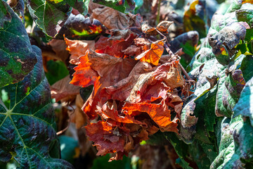 Bunches of ripe black wine grapes close-up among green foliage. Harvest season