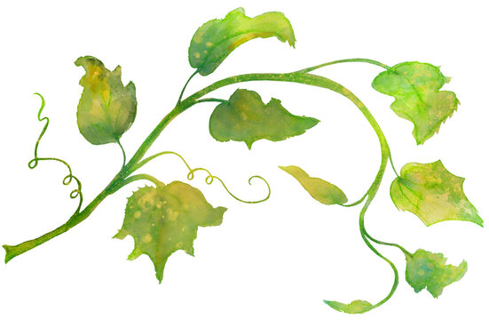 green leaves or vine, pumpkin vine, painted watercolor plant stem in green for designs, halloween pumpkin patch clip art for fall festival 