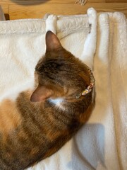 2 years old Ms. Macaron from the top, laying the bed, pretty ears.  Tokyo Japan.
