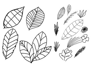 Abstract leaf doodle. 
Hand drawn isolated vector illustration on white background